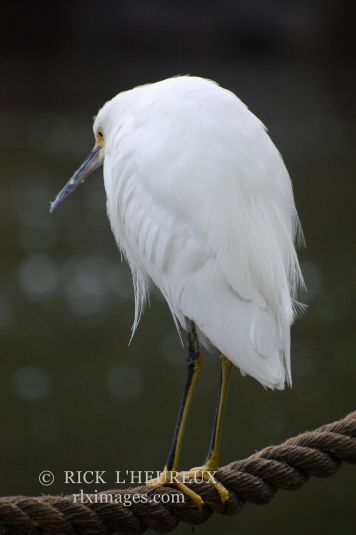 Bird On A Rope